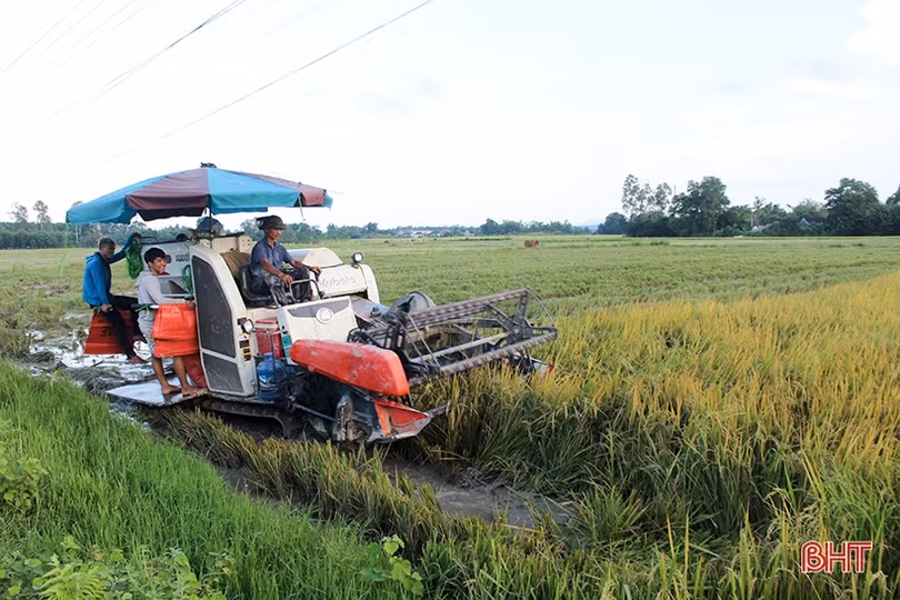 Can Lộc “thắng lớn” vụ hè thu