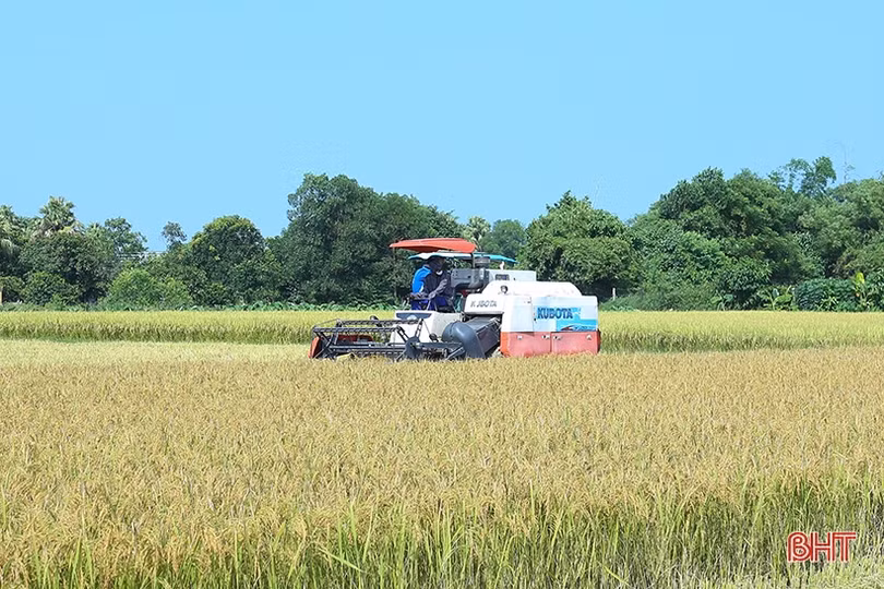 Các địa phương đẩy nhanh tiến độ thu hoạch hè thu đúng kế hoạch