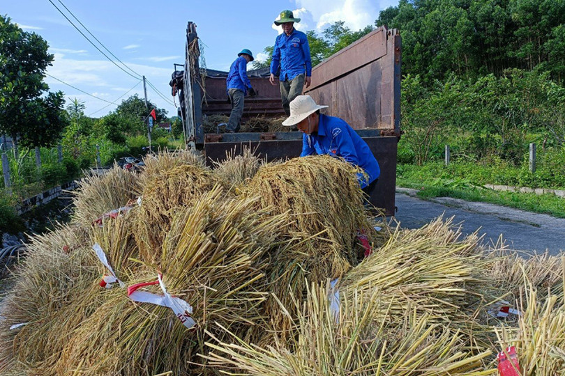 Tuổi trẻ Vũ Quang giúp người dân xã biên giới thu hoạch lúa “chạy” mưa