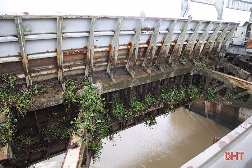 Tích cực tiêu úng, tranh thủ thu hoạch lúa hè thu khi thời tiết thuận lợi để đảm bảo năng suất