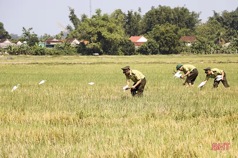 Đức Thọ tiêu hủy hàng ngàn dụng cụ bẫy chim hoang dã