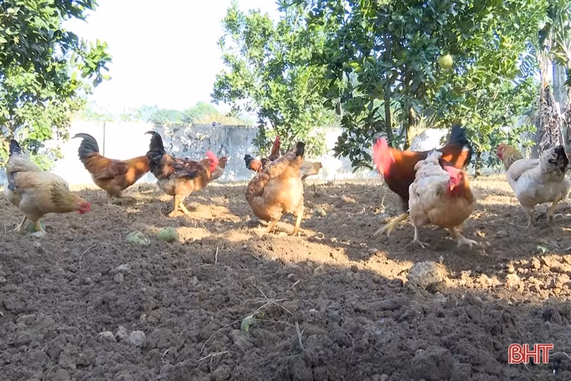 Nỗ lực phát triển thương hiệu trứng gà đồi Trại Cốc