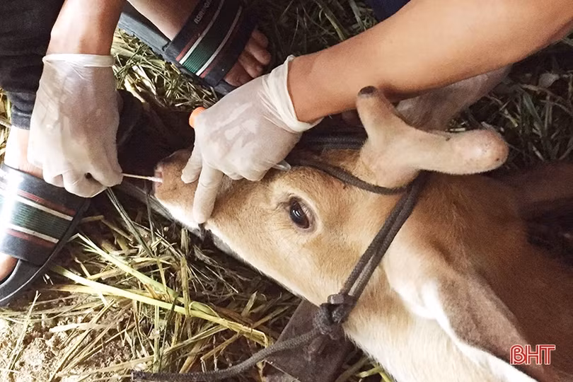 Tìm luận chứng khoa học để xây dựng quy trình kỹ thuật chăn nuôi hươu sao ở Hà Tĩnh