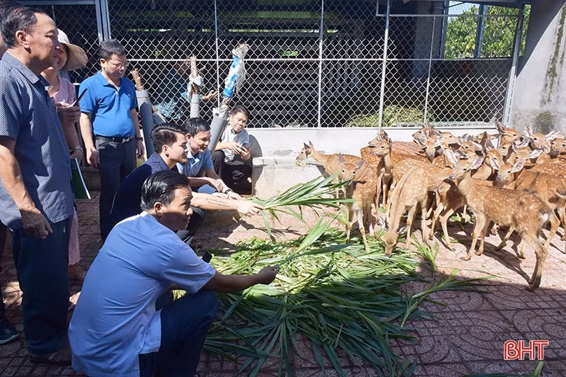 Tìm luận chứng khoa học để xây dựng quy trình kỹ thuật chăn nuôi hươu sao ở Hà Tĩnh