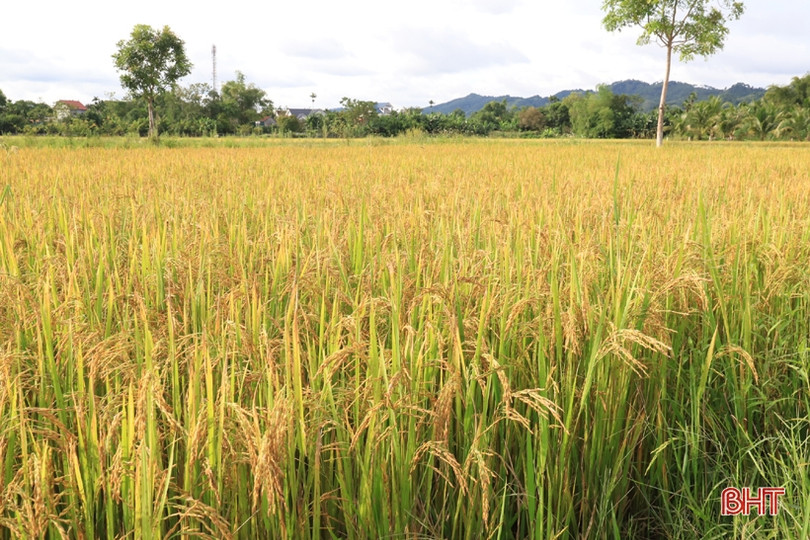 Hương Sơn phấn đấu đến 15/9 hoàn tất thu hoạch lúa hè thu