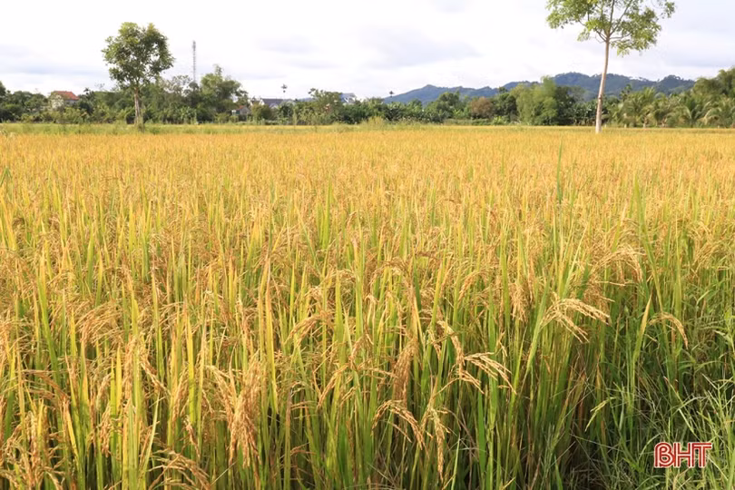 Hương Sơn phấn đấu đến 15/9 hoàn tất thu hoạch lúa hè thu