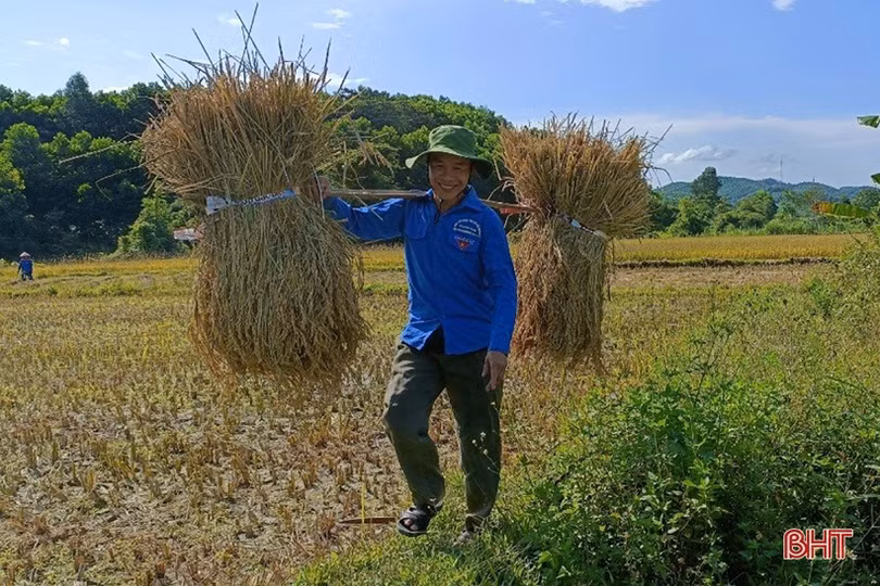 Tuổi trẻ Vũ Quang giúp người dân xã biên giới thu hoạch lúa “chạy” mưa