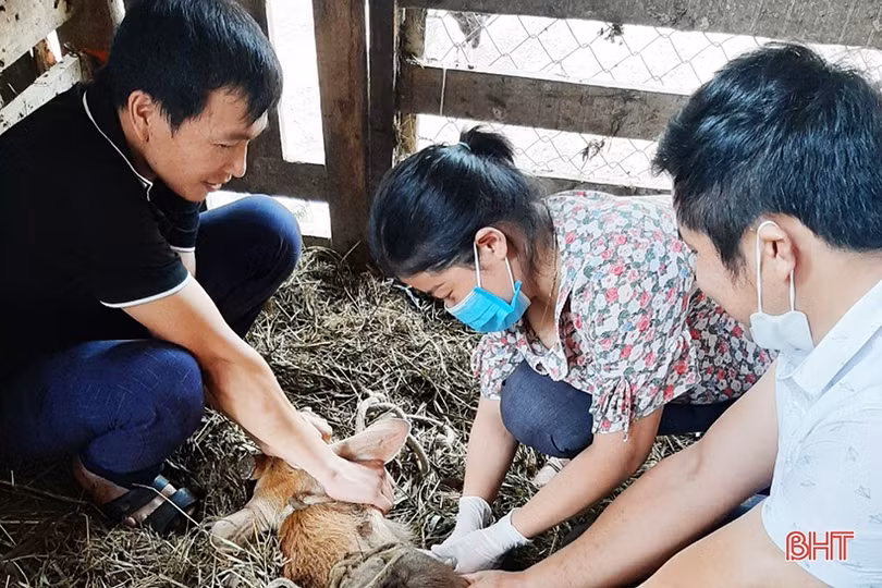 Tìm luận chứng khoa học để xây dựng quy trình kỹ thuật chăn nuôi hươu sao ở Hà Tĩnh