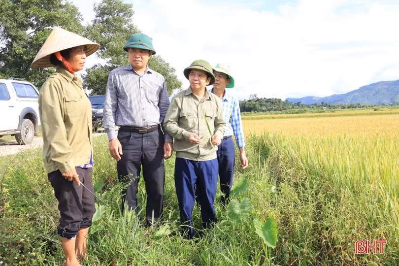 Hương Sơn phấn đấu đến 15/9 hoàn tất thu hoạch lúa hè thu