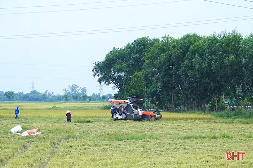 Dự báo có mưa lớn, nông dân Hà Tĩnh khẩn trương thu hoạch lúa hè thu
