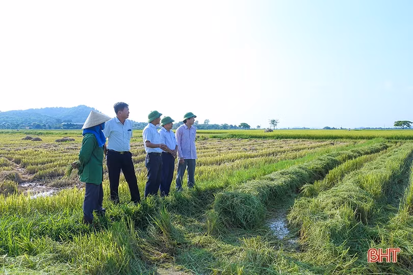 Các địa phương đẩy nhanh tiến độ thu hoạch hè thu đúng kế hoạch