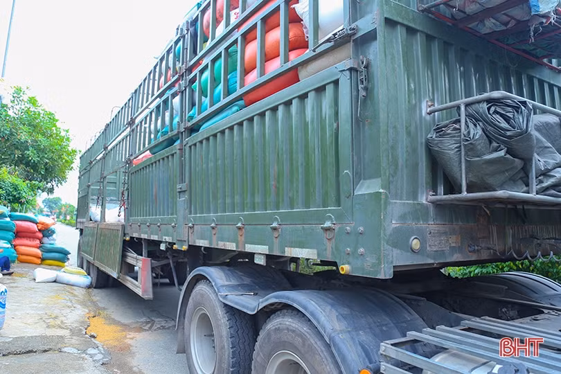 Hà Tĩnh: Giá lúa tươi giảm, thương lái thu mua cầm chừng