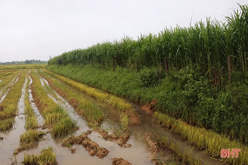 Đầu tư chăn nuôi hữu cơ tuần hoàn, nông dân Cẩm Xuyên thu lợi cao