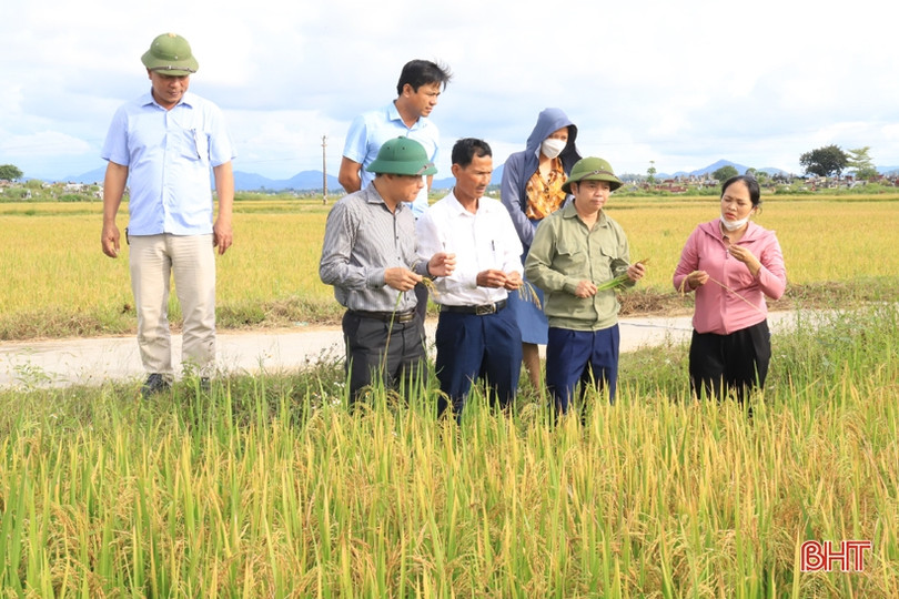 Hương Sơn phấn đấu đến 15/9 hoàn tất thu hoạch lúa hè thu