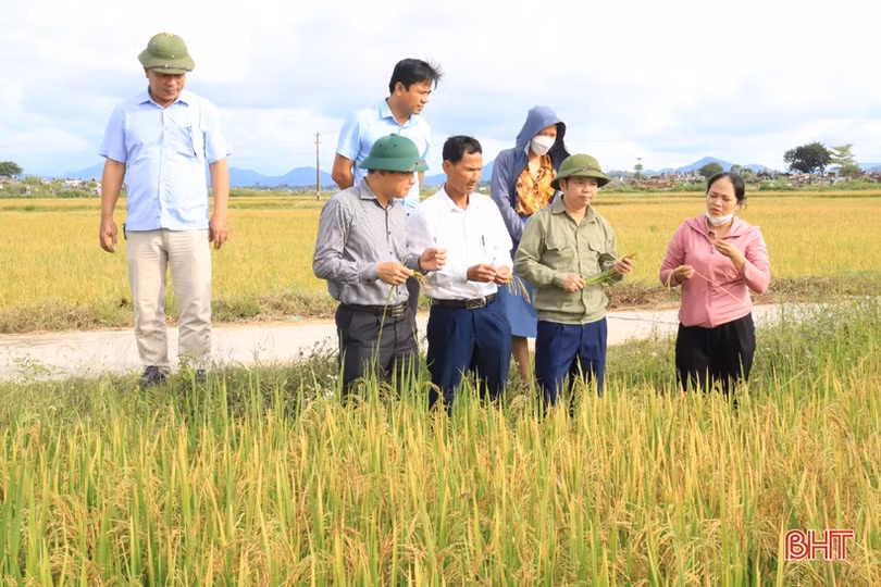 Hương Sơn phấn đấu đến 15/9 hoàn tất thu hoạch lúa hè thu