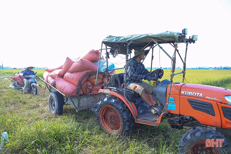 Hà Tĩnh: Giá lúa tươi giảm, thương lái thu mua cầm chừng