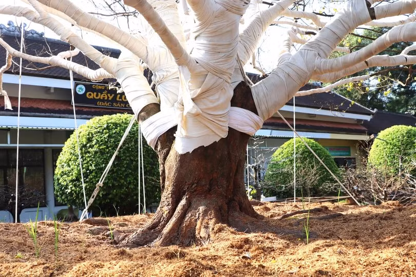 Vì sao cây mai “khủng” ở Cà Mau được ra giá 2 tỷ đồng