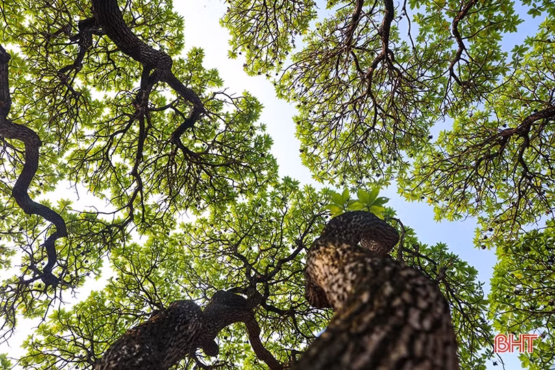 Giữ Trường Sa thêm xanh