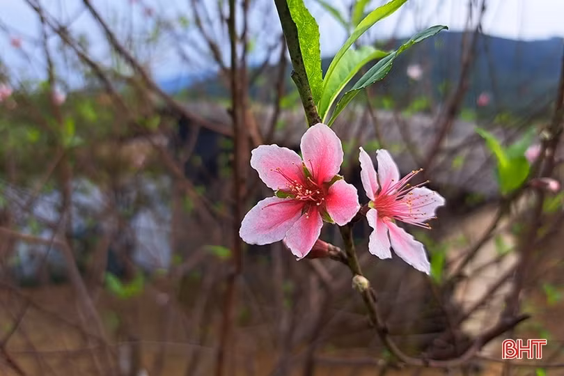 Nghi Xuân có sản phẩm cây cảnh đầu tiên đạt chuẩn OCOP