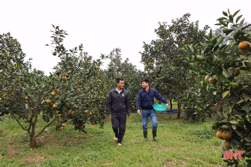 Nông nghiệp Hà Tĩnh trên hành trình tăng trưởng xanh