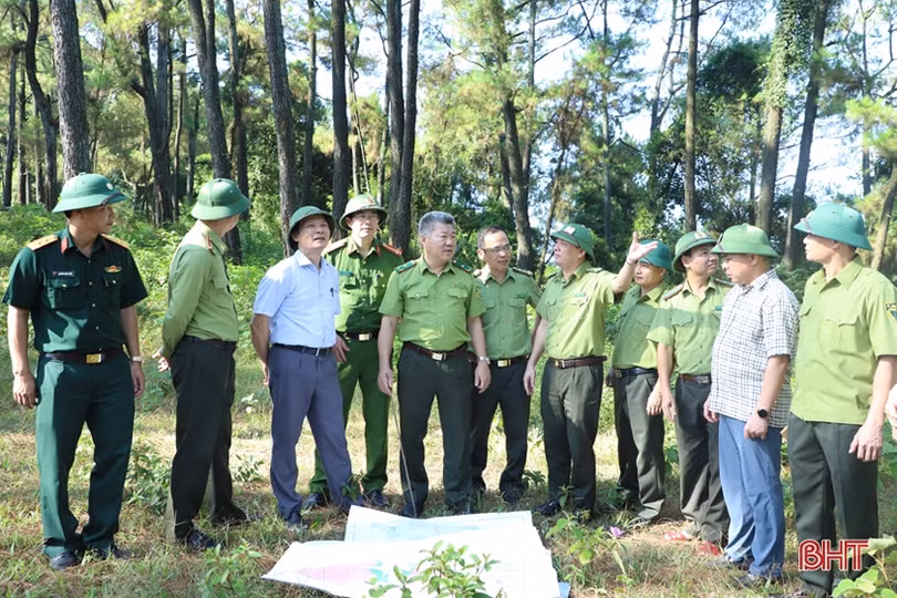 Cho những cánh rừng Hà Tĩnh thêm xanh