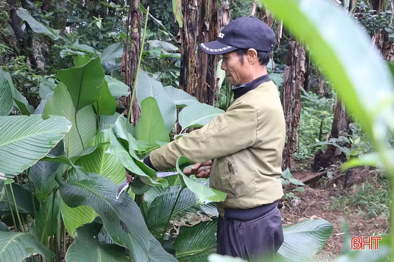 Làng lá dong nơi bãi bồi sông Ngàn Phố vào vụ tết