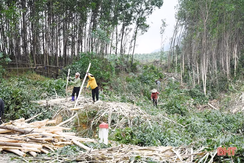 Cho những cánh rừng Hà Tĩnh thêm xanh
