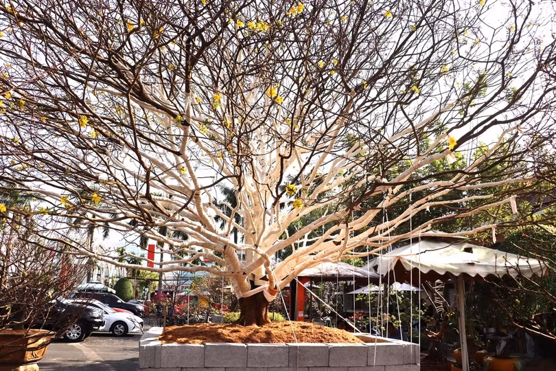 Vì sao cây mai “khủng” ở Cà Mau được ra giá 2 tỷ đồng