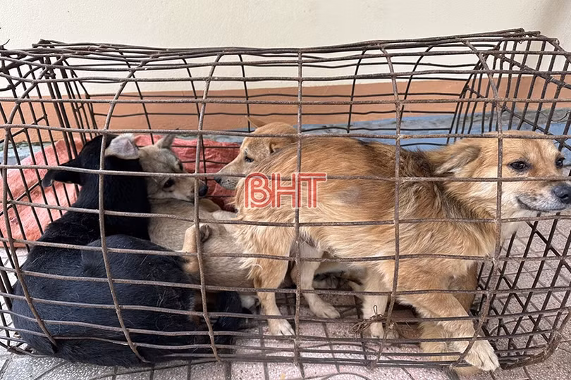 Bắt 2 đối tượng trộm chó cùng nhiều hàng nóng