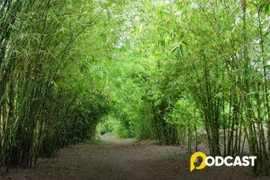 Podcast tản văn: Bóng tre làng xôn xao 