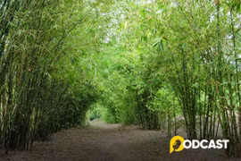 Podcast tản văn: Bóng tre làng xôn xao 