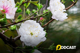 Podcast truyện ngắn: Nhất chi mai nở muộn