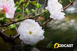 Podcast truyện ngắn: Nhất chi mai nở muộn