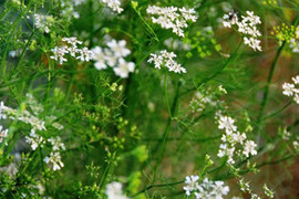 Thơm hương tết xưa với tục xông nước mùi già 