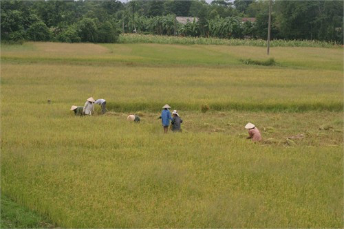 Bà con nông dân xã Thạch Môn, TP Hà Tĩnh khẩn trương thu hoạch lúa Hè Thu Bà con nông dân xã Thạch Môn, TP Hà Tĩnh khẩn trương thu hoạch lúa Hè Thu