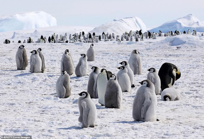 "Bồ nông nhảy múa" đoạt giải nhất cuộc thi nhiếp ảnh thế giới 2019 ảnh 13 “Bồ nông nhảy múa” đoạt giải nhất cuộc thi nhiếp ảnh thế giới 2019