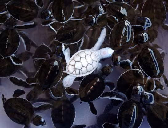 Hài hước những pha tạo dáng “chất lừ” của các loài động vật