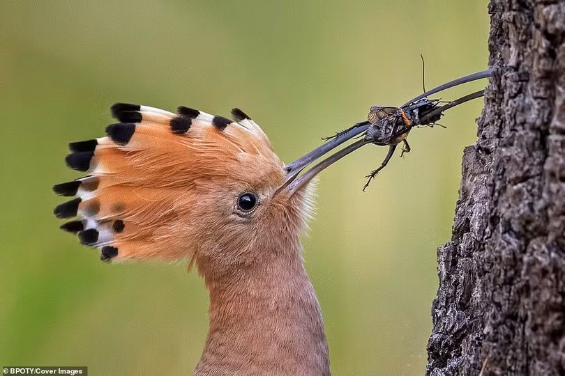 “Bồ nông nhảy múa” đoạt giải nhất cuộc thi nhiếp ảnh thế giới 2019