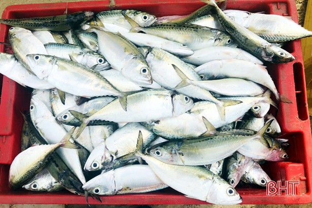 Ngư dân vùng biển phía Nam Hà Tĩnh trúng đậm cá bạc má