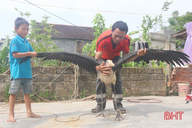 Một người dân Hà Tĩnh bắt được chim lạ “khổng lồ”