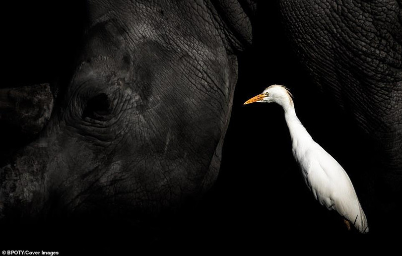 "Bồ nông nhảy múa" đoạt giải nhất cuộc thi nhiếp ảnh thế giới 2019 ảnh 15 “Bồ nông nhảy múa” đoạt giải nhất cuộc thi nhiếp ảnh thế giới 2019