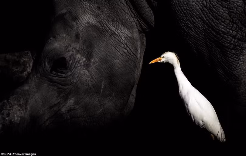 “Bồ nông nhảy múa” đoạt giải nhất cuộc thi nhiếp ảnh thế giới 2019