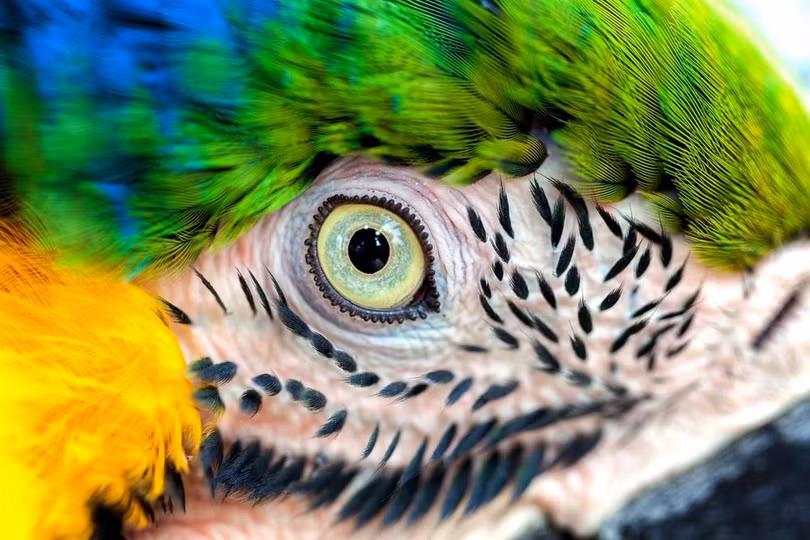 Rừng Amazon hùng vĩ trước trận cháy kỷ lục