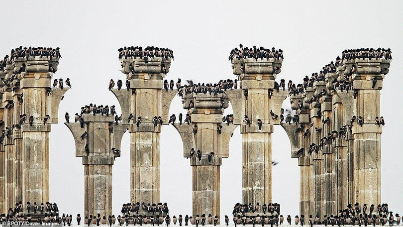 "Bồ nông nhảy múa" đoạt giải nhất cuộc thi nhiếp ảnh thế giới 2019 ảnh 10 “Bồ nông nhảy múa” đoạt giải nhất cuộc thi nhiếp ảnh thế giới 2019