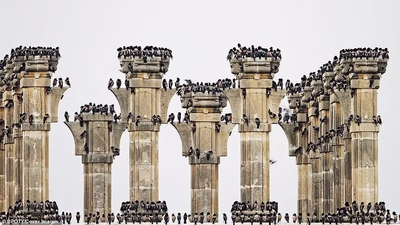 “Bồ nông nhảy múa” đoạt giải nhất cuộc thi nhiếp ảnh thế giới 2019