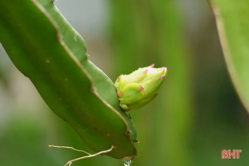 Xã vùng biên Hà Tĩnh trút bỏ “chiếc áo” đói nghèo