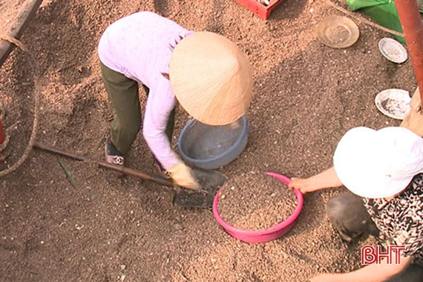 Ngư dân Lộc Hà “trúng đậm” ốc xoắn, sò bi