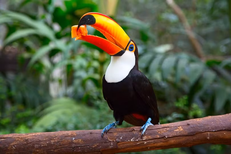 Rừng Amazon hùng vĩ trước trận cháy kỷ lục