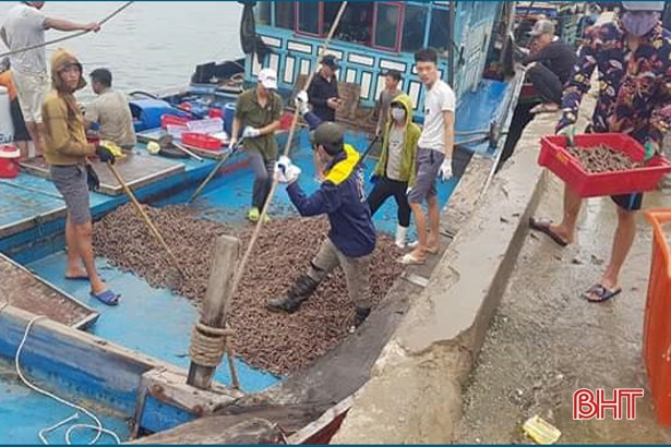 Ngư dân Lộc Hà “trúng đậm” ốc xoắn, sò bi