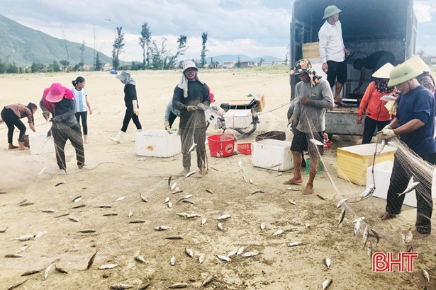 Ngư dân vùng biển phía Nam Hà Tĩnh trúng đậm cá bạc má